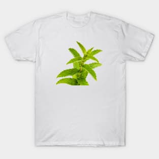 Fresh Mint Leaves Detail T-Shirt